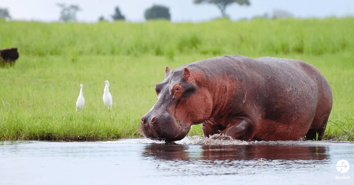 chobe-national-park-botswana