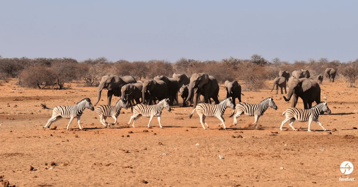 etosha-national-park-namibia