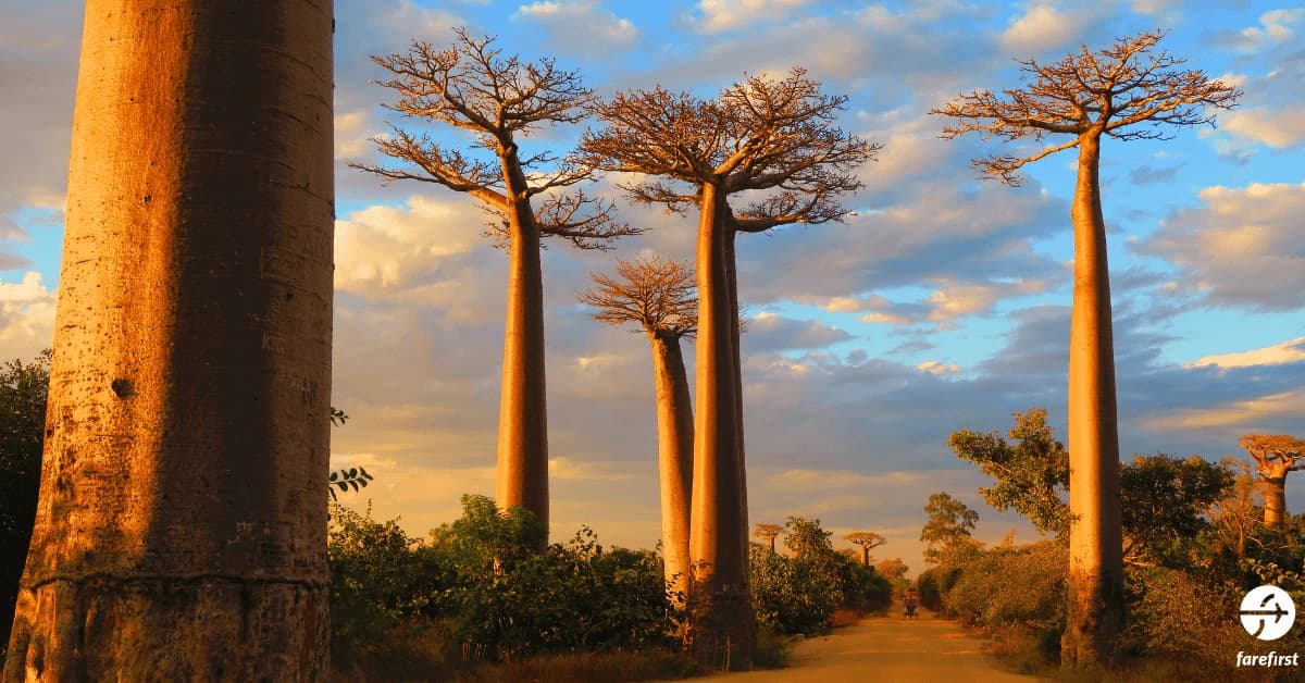 madagascar-rainforest-africa