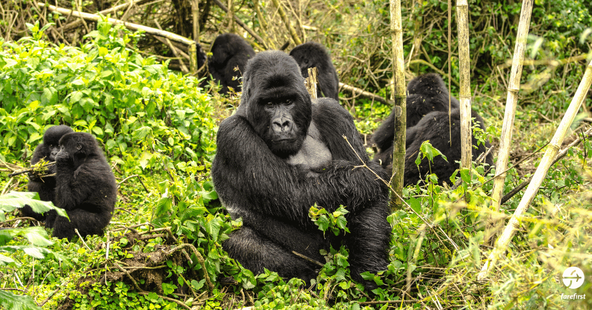 bwindi-impenetrable-forest-uganda