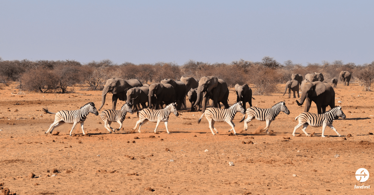 etosha-national-park-namibia
