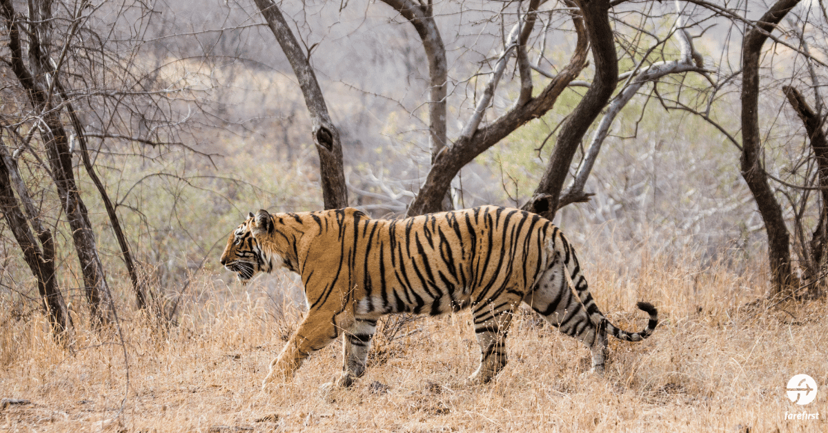 ranthambore-national-park-india