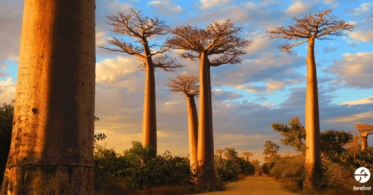 madagascar-rainforest-africa