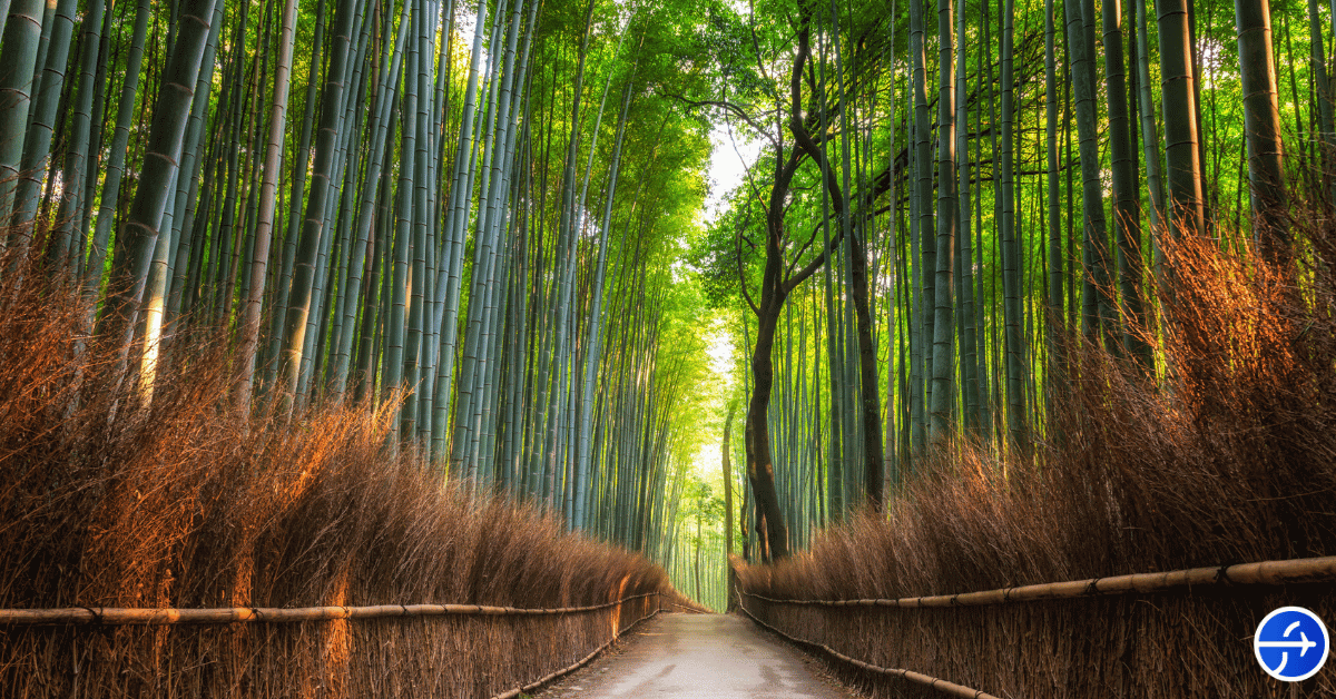 explore-kyotos-arashiyama-bamboo-forest-by-bike