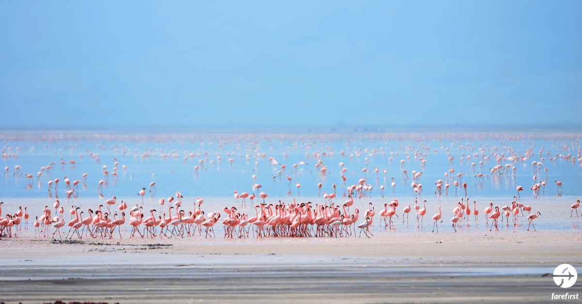 lake-manyara-national-park-tree-climbing-lions-and-birdlife