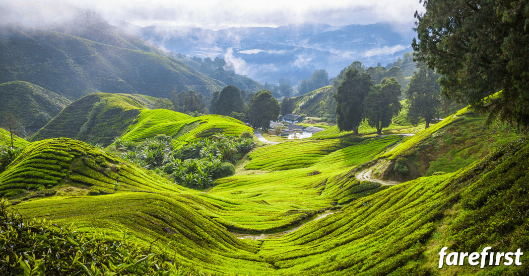 cameron-highlands-a-cool-retreat-in-the-hills