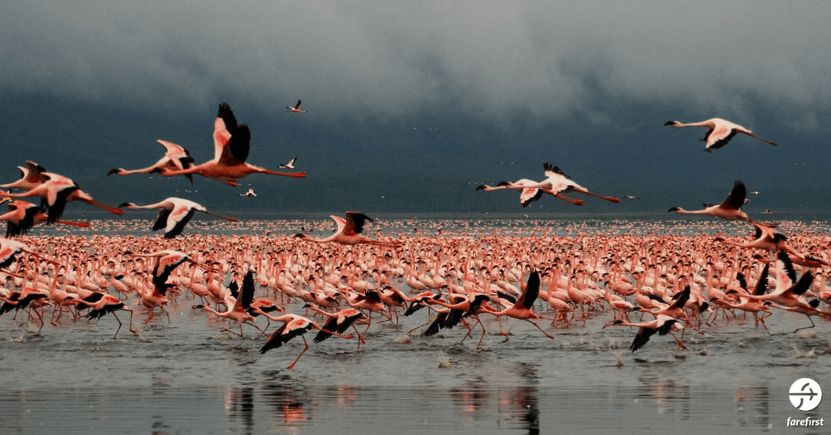 lake-nakuru-national-park